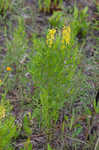 Loomis' yellow loosestrife